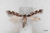 Eteobalea beata