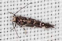 Eteobalea beata