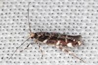 Eteobalea beata