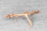 Oxyptilus laetus