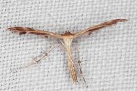 Oxyptilus laetus