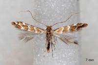 Cameraria ohridella