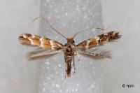 Cameraria ohridella