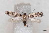 Apatema proteroclina