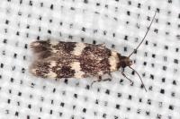 Apatema proteroclina