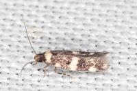 Apatema proteroclina