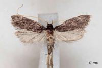 Homaloxestis briantiella