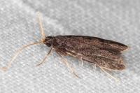 Homaloxestis briantiella