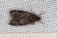 Homaloxestis briantiella