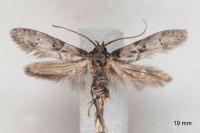 Blastobasis glandulella