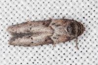 Blastobasis glandulella