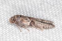 Blastobasis glandulella