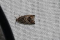 Cydia fagiglandana/splendana