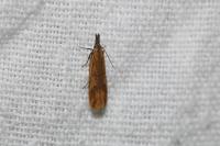 Dichomeris acuminata