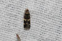 Oegoconia