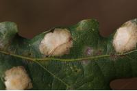 Tischeria ekebladella