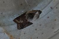 Acleris variegana
