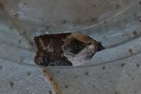 Acleris variegana