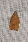 Pandemis corylana