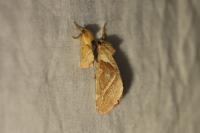 Triodia sylvina