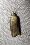 Eucosma cana