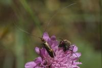 Nemophora metallica