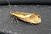 Harpella forficella