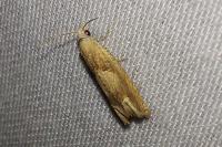 Eucosma conterminana