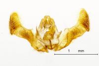 Eucosma conterminana