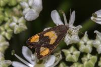 Pammene aurana