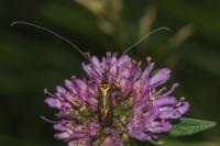 Nemophora metallica