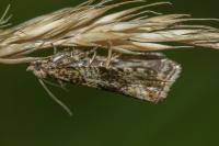 Celypha
