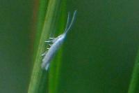 Coleophora