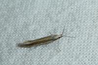 Coleophora