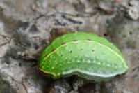 Apoda limacodes