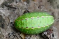 Apoda limacodes
