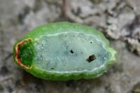 Apoda limacodes