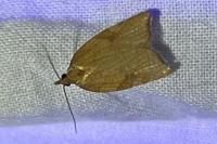 Acleris rhombana
