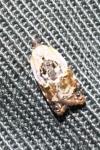 Acleris variegana