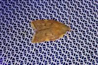 Carcina quercana