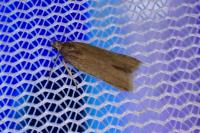 Acompsia cinerella