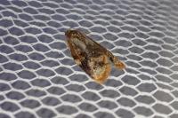 Ditula angustiorana