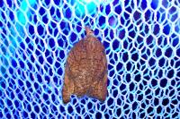 Acleris rhombana