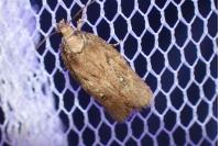 Depressaria albipunctella