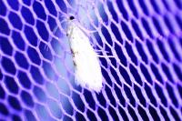Niphonympha dealbatella