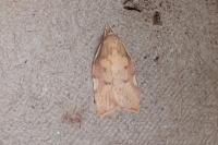 Carcina quercana