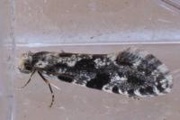 Nemapogon granellus
