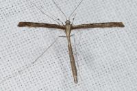 Agdistis