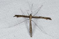 Agdistis