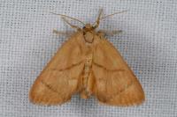 Apoda limacodes